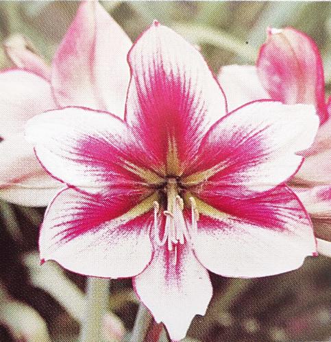 Maryanne - white - crimson blush  picotee edge - lemon midribs dar eyelashes - Maguire Hippeastrum - single