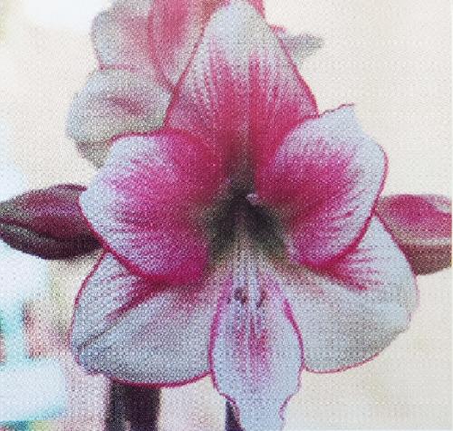 Mavis - white - crimson blush  picotee edge - dark eye - Maguire Hippeastrum - single
