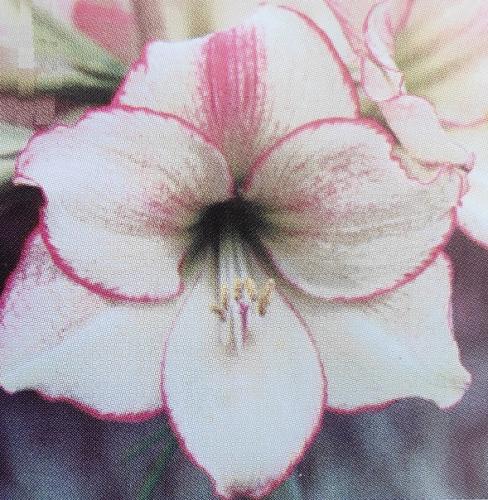 Mimi - white - pale pink blush  picotee edge - dark center - Maguire Hippeastrum - single
