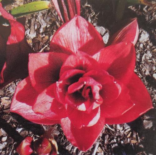 Mountain Rose Double - crimson red solid - Maguire Hippeastrum - single