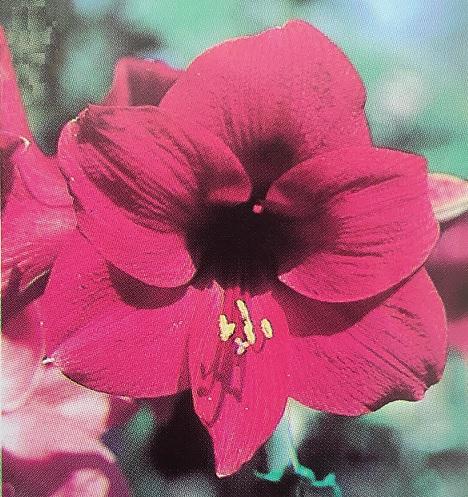 Picadilly Crimson mauve - dark center - Maguire Hippeastrum - single