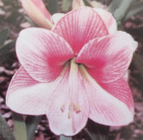 Rene's Magic - 2 tone pink  pale pink - stripy top - Maguire Hippeastrum - single