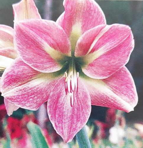 Shirley May - Pink - white midribs - lime green center   - Maguire hippeastrum - single hippeastrum