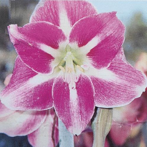 Susan Slade -mauve pink - white midribs  center - Maguire Hippeastrum - single 